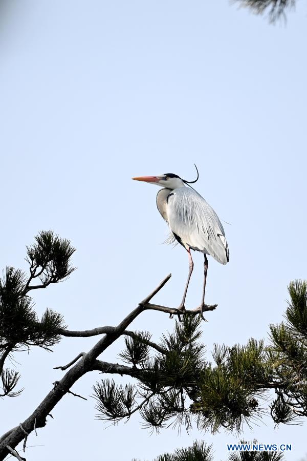 Herons seen in Lyuliang City, N China