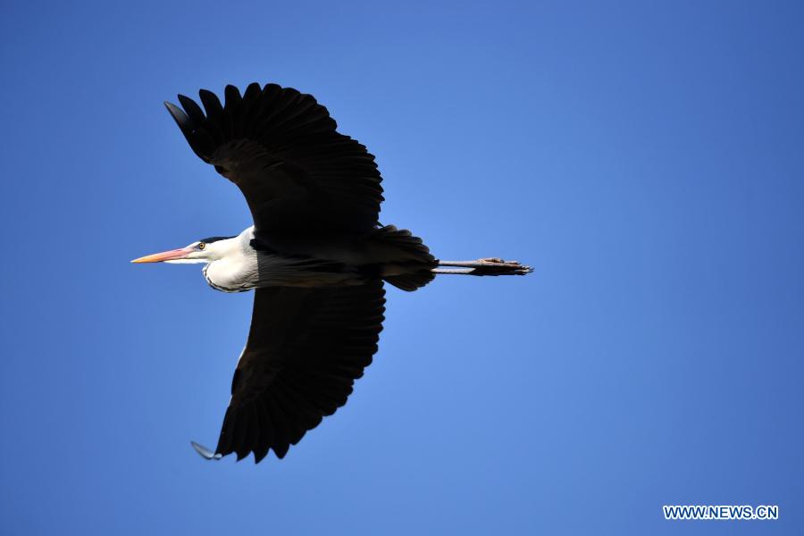 Herons seen in Lyuliang City, N China