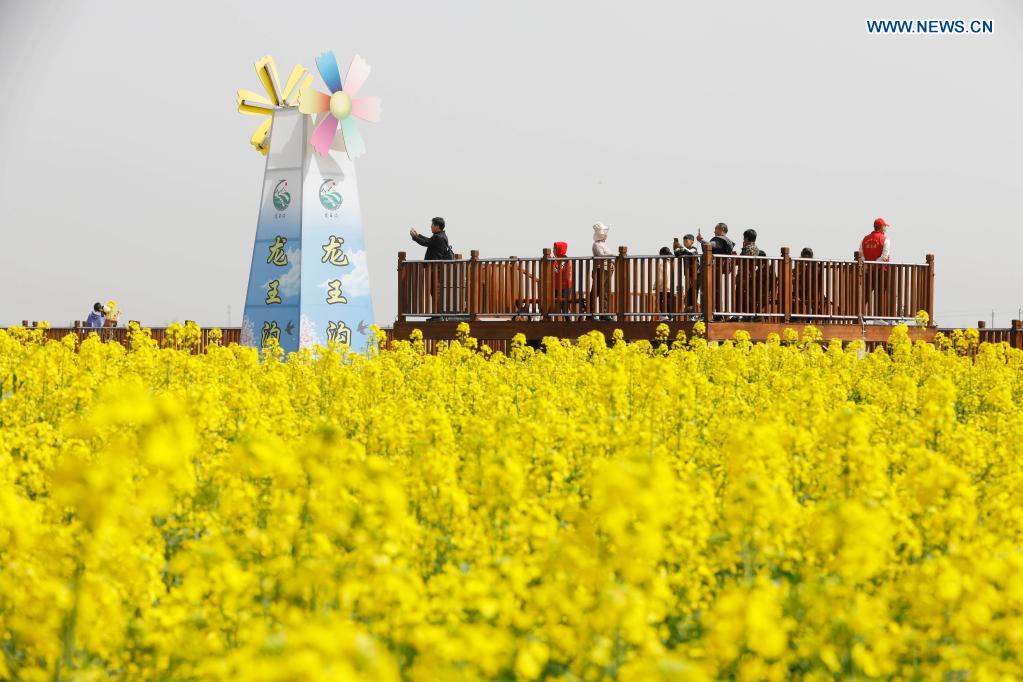 People enjoy view of cole flowers in Henan