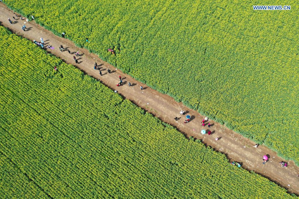 People enjoy view of cole flowers in Henan