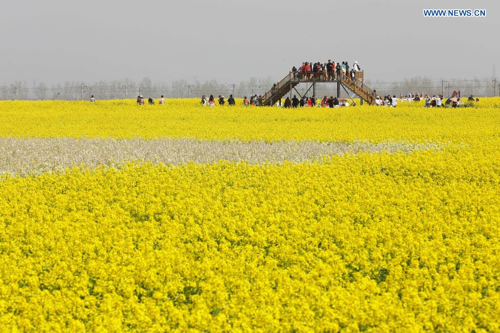 People enjoy view of cole flowers in Henan