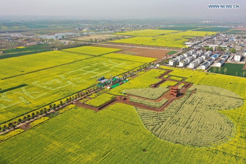 People enjoy view of cole flowers in Henan