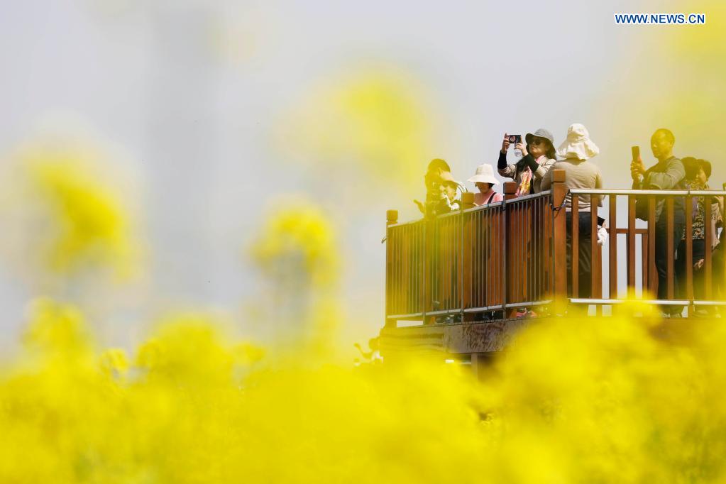 People enjoy view of cole flowers in Henan