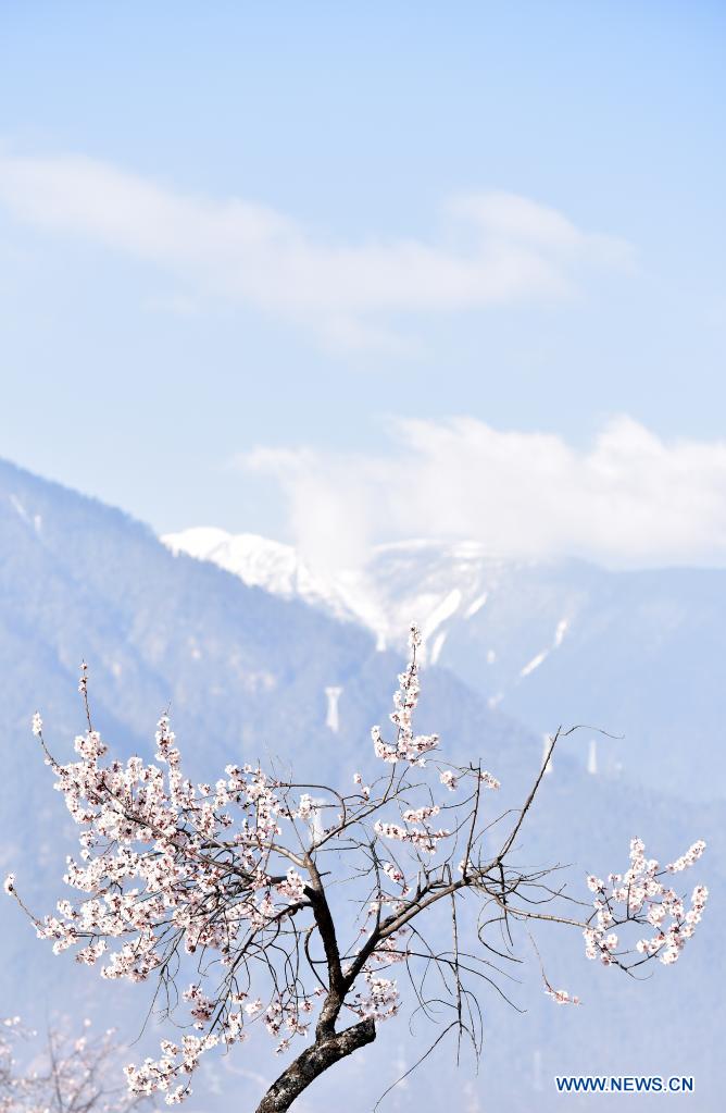 Spring scenery across China