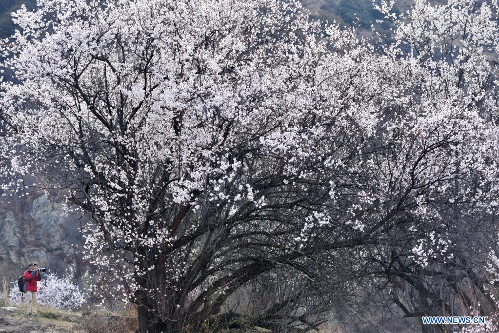 Spring scenery across China