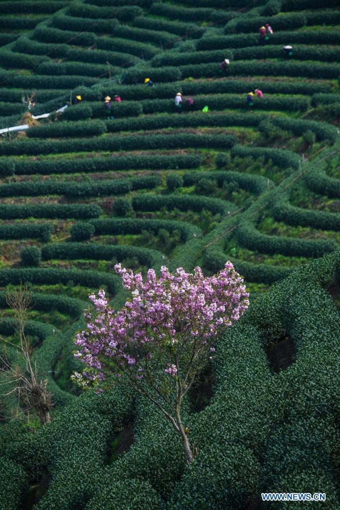 Cherry blossoms seen in tea garden in Hangzhou