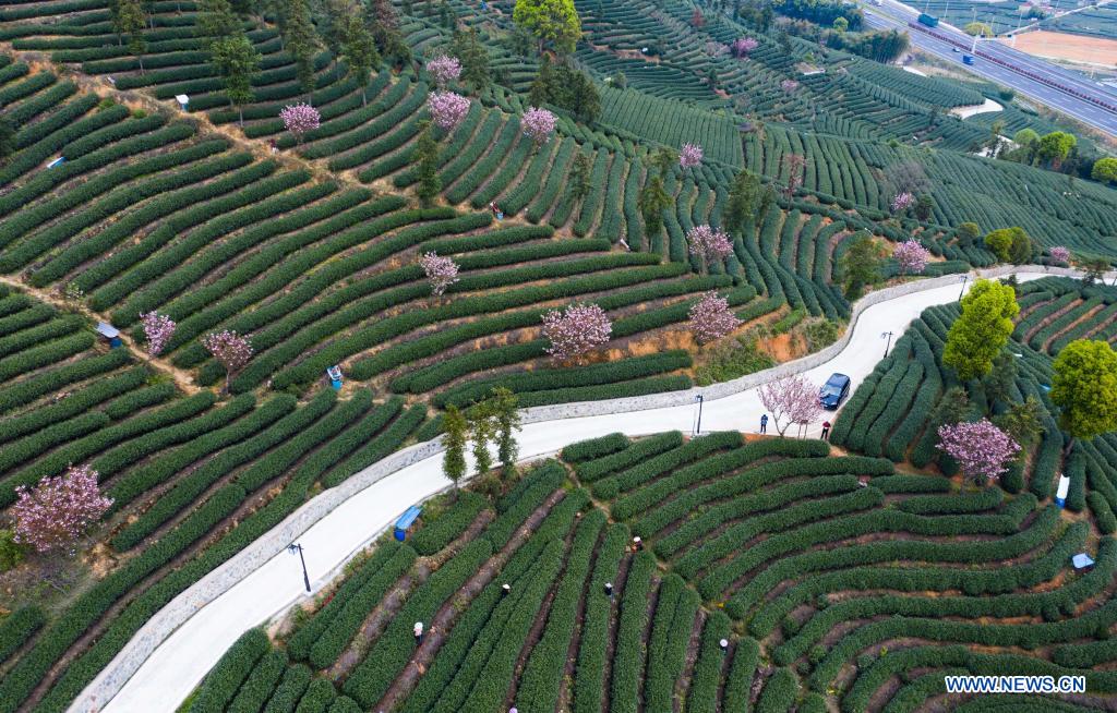 Cherry blossoms seen in tea garden in Hangzhou