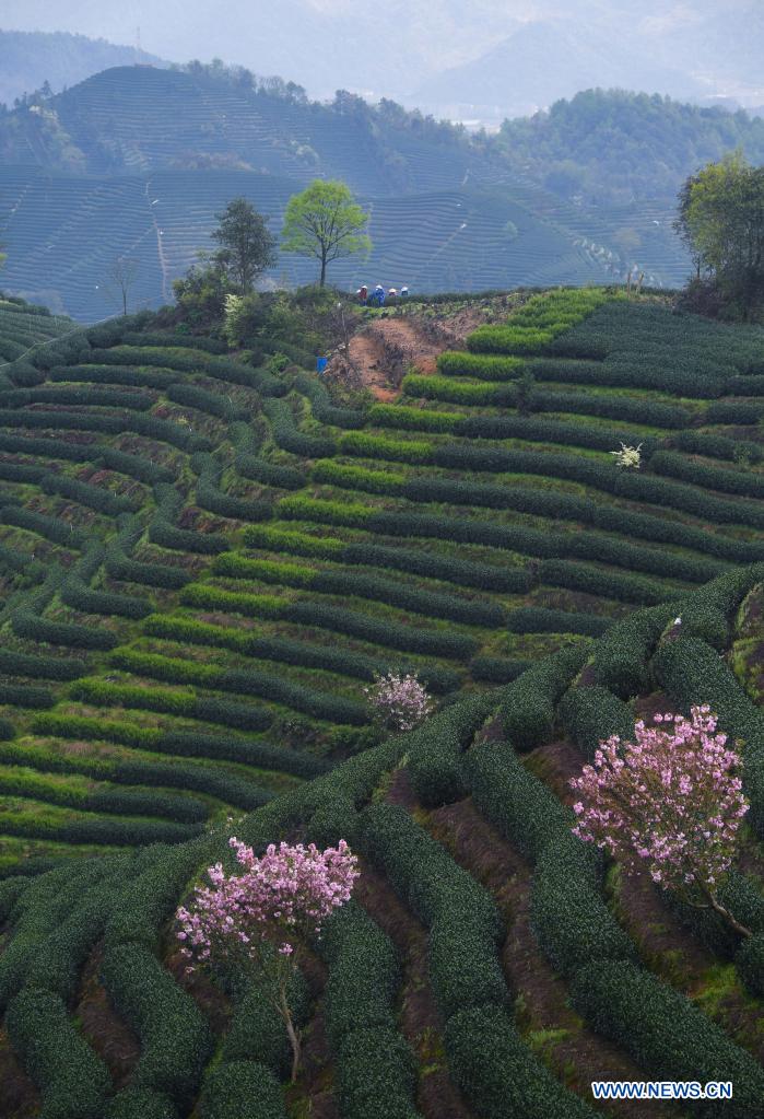 Cherry blossoms seen in tea garden in Hangzhou