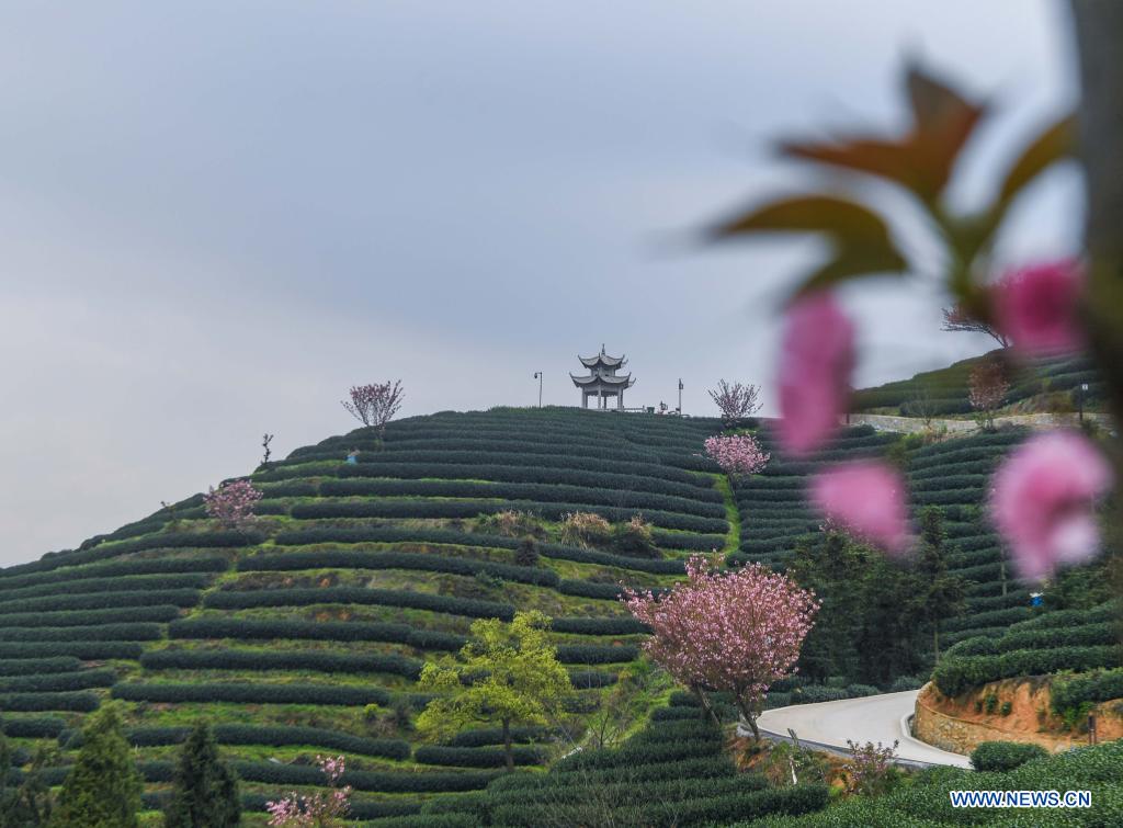 Cherry blossoms seen in tea garden in Hangzhou