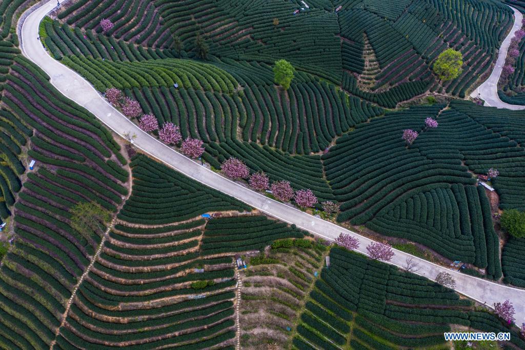 Cherry blossoms seen in tea garden in Hangzhou