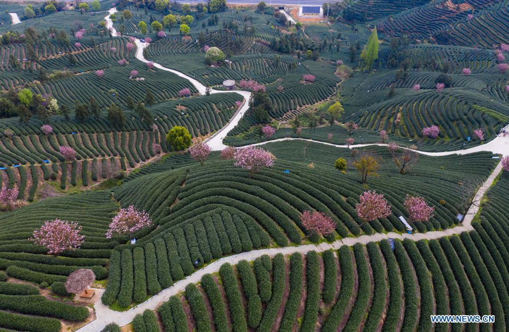 Cherry blossoms seen in tea garden in Hangzhou