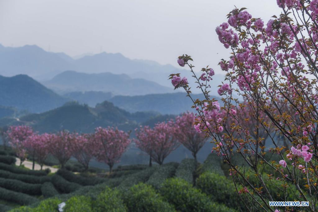 Cherry blossoms seen in tea garden in Hangzhou