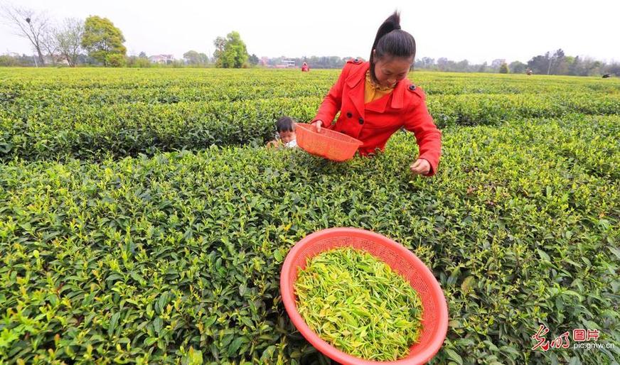 Jiangxi Taihe: spring tea picking