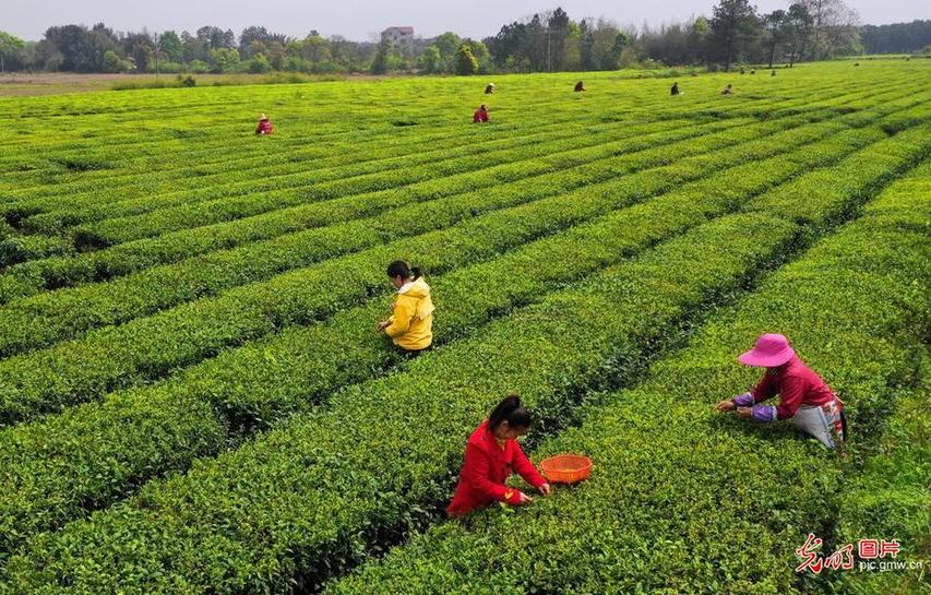 Jiangxi Taihe: spring tea picking