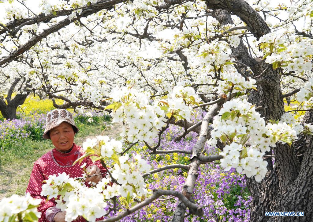 Farmers pollinate pear flowers at pear orchard in north China's Hebei