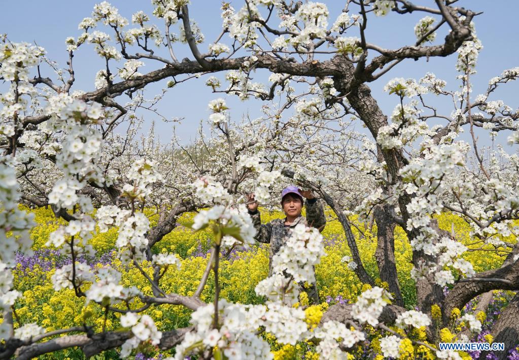 Farmers pollinate pear flowers at pear orchard in north China's Hebei