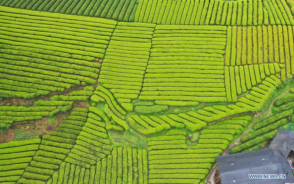 Aerial view of tea gardens in Enshi, central China's Hubei