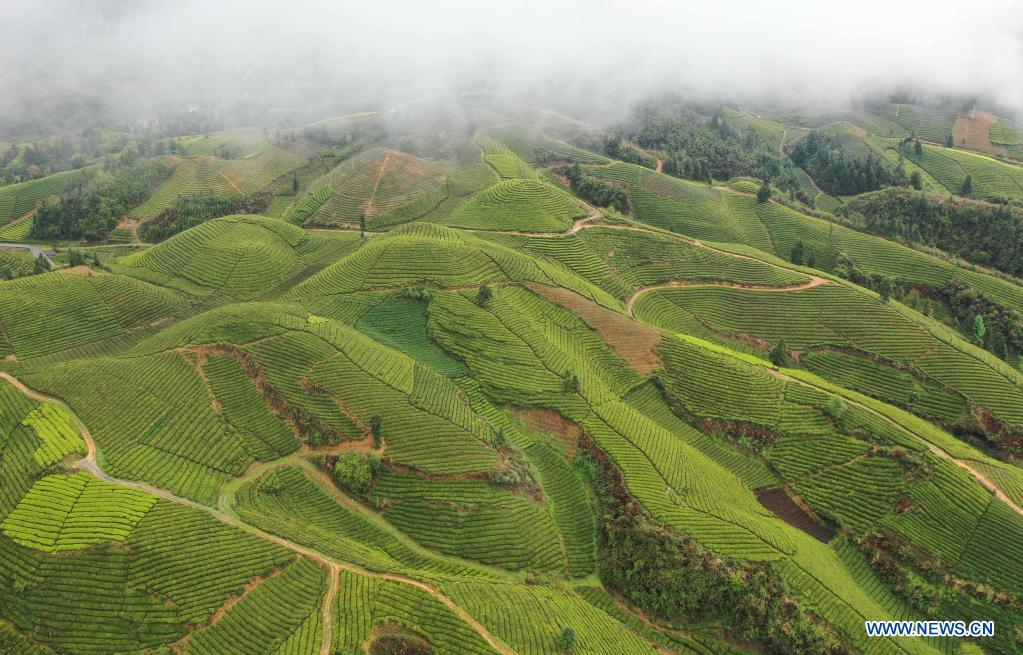 Aerial view of tea gardens in Enshi, central China's Hubei