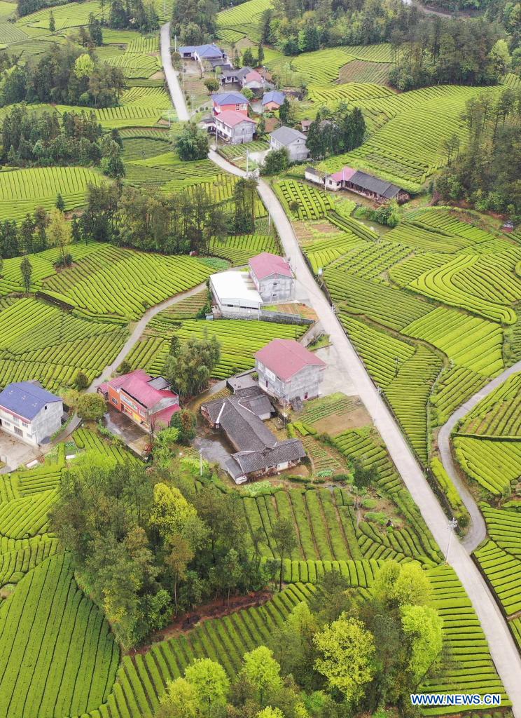 Aerial view of tea gardens in Enshi, central China's Hubei