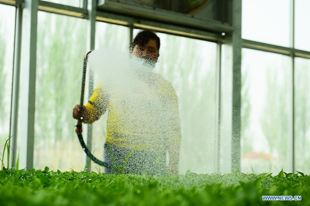 People work in modern vegetable industrial park in Kashgar, Xinjiang