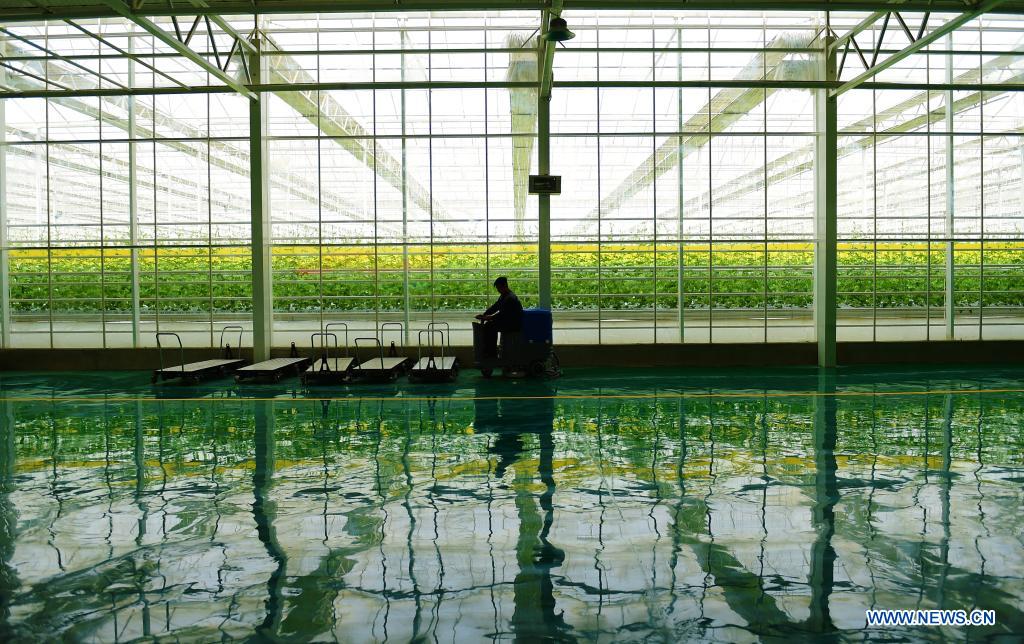 People work in modern vegetable industrial park in Kashgar, Xinjiang