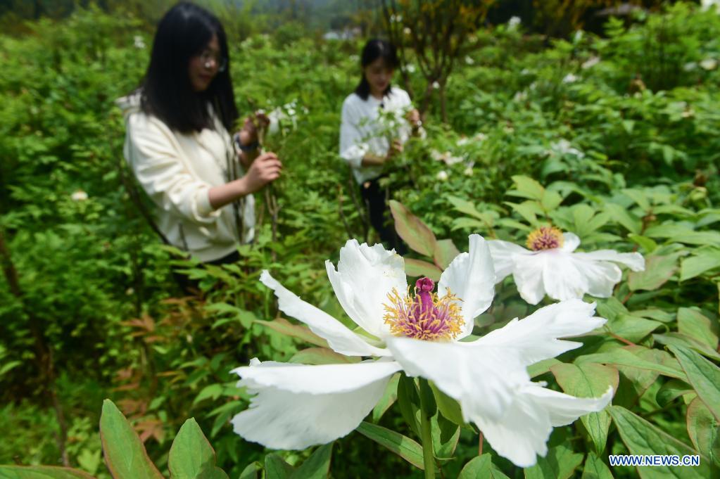 Tree peony planting becomes new driving force for economic development in Tongling, E China