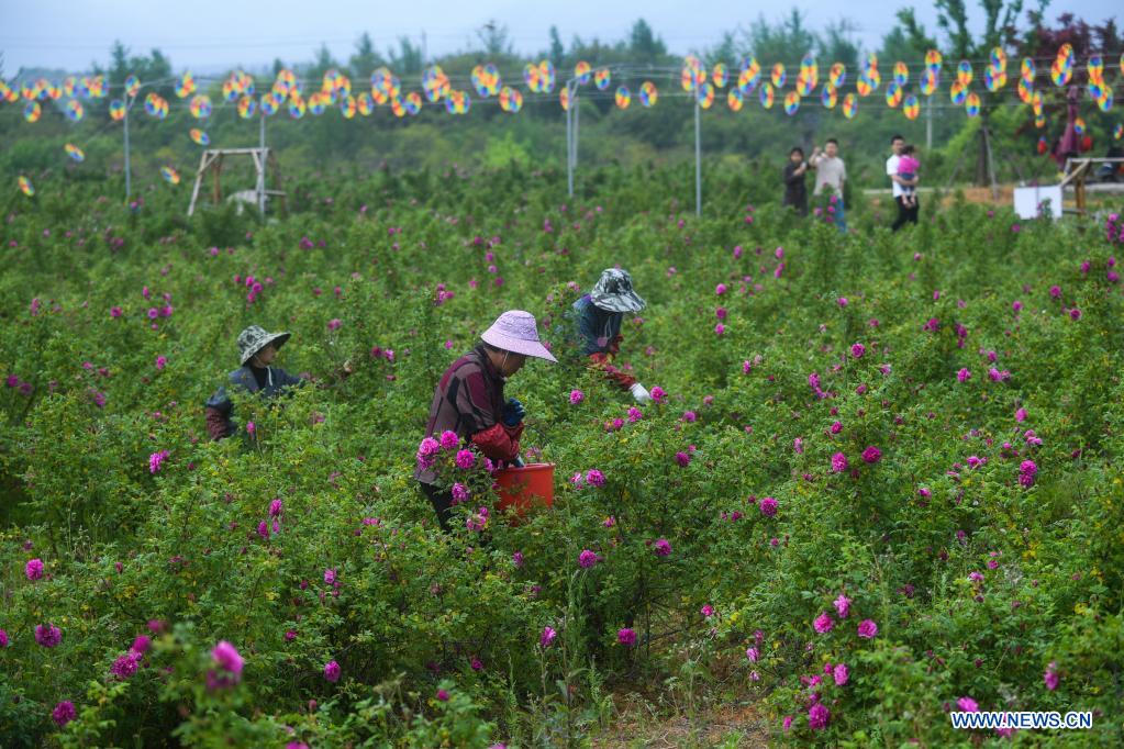 Flowers in full bloom as temperature rises in Changxing, E China