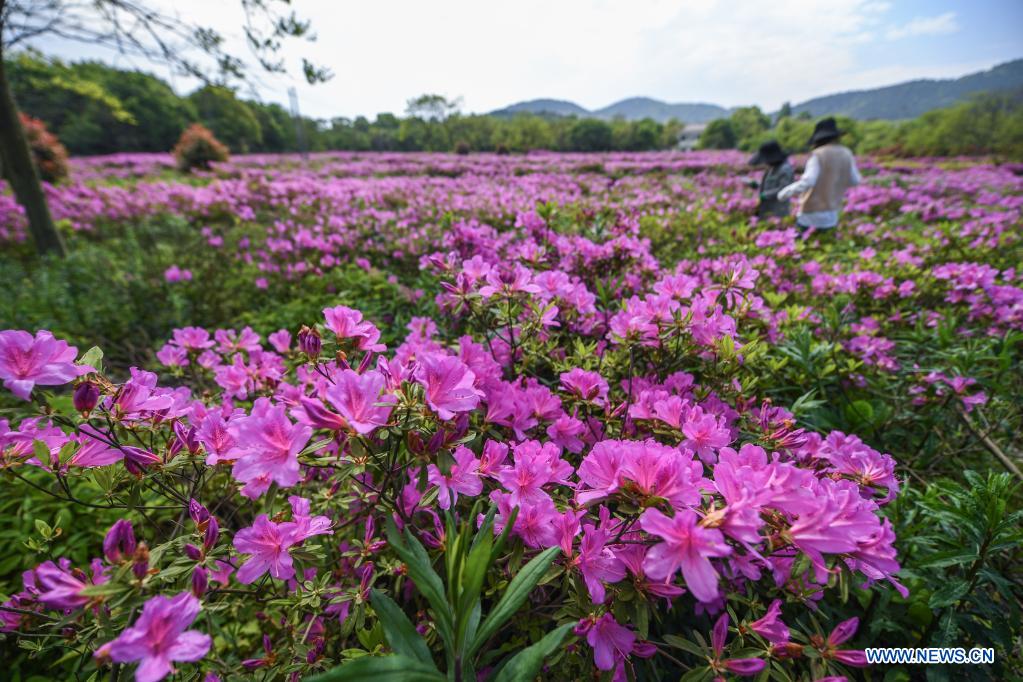 Flowers in full bloom as temperature rises in Changxing, E China