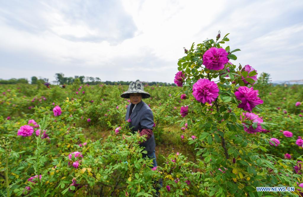 Flowers in full bloom as temperature rises in Changxing, E China