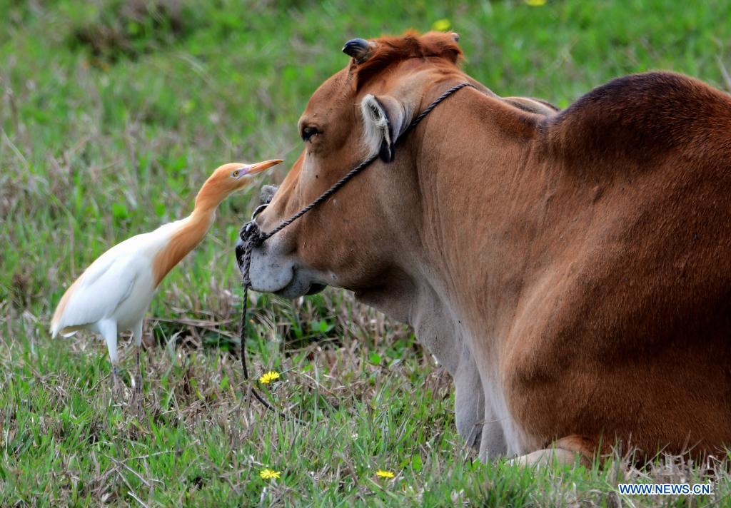 In pics: Minjiang River estuary nature reserve in Fujian, SE China