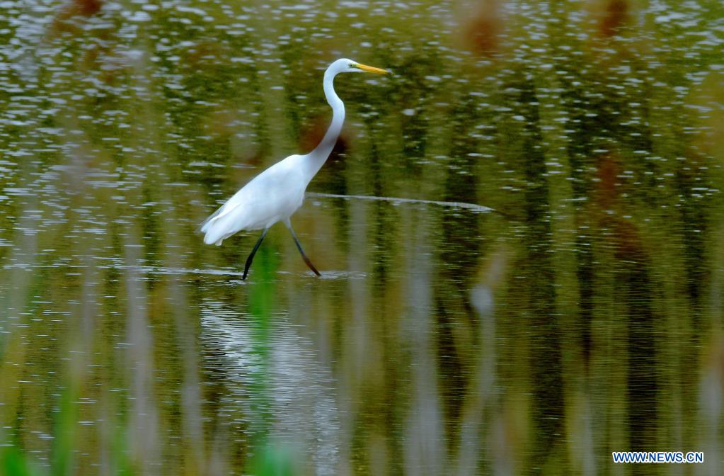 In pics: Minjiang River estuary nature reserve in Fujian, SE China