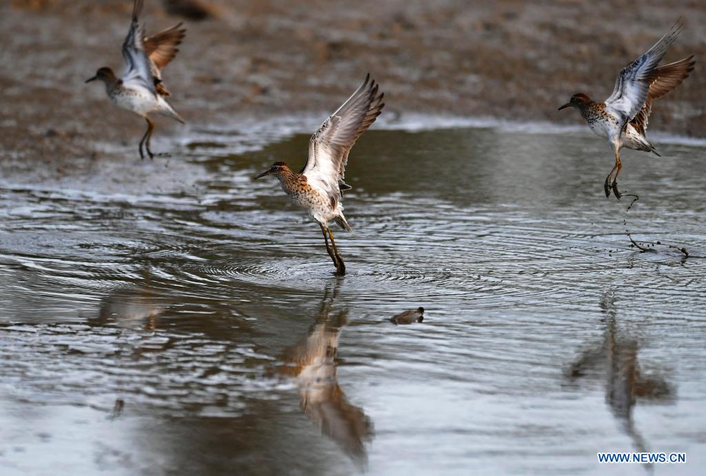 In pics: Minjiang River estuary nature reserve in Fujian, SE China