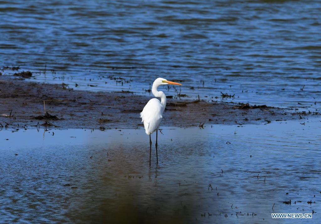 In pics: Minjiang River estuary nature reserve in Fujian, SE China