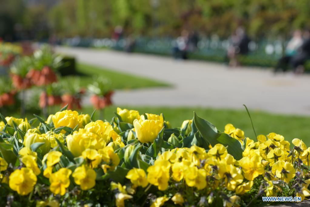 Spring scenery in Vienna, Austria