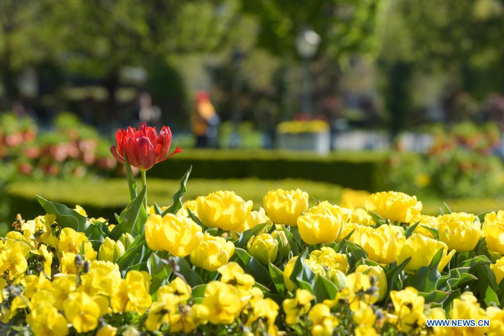 Spring scenery in Vienna, Austria