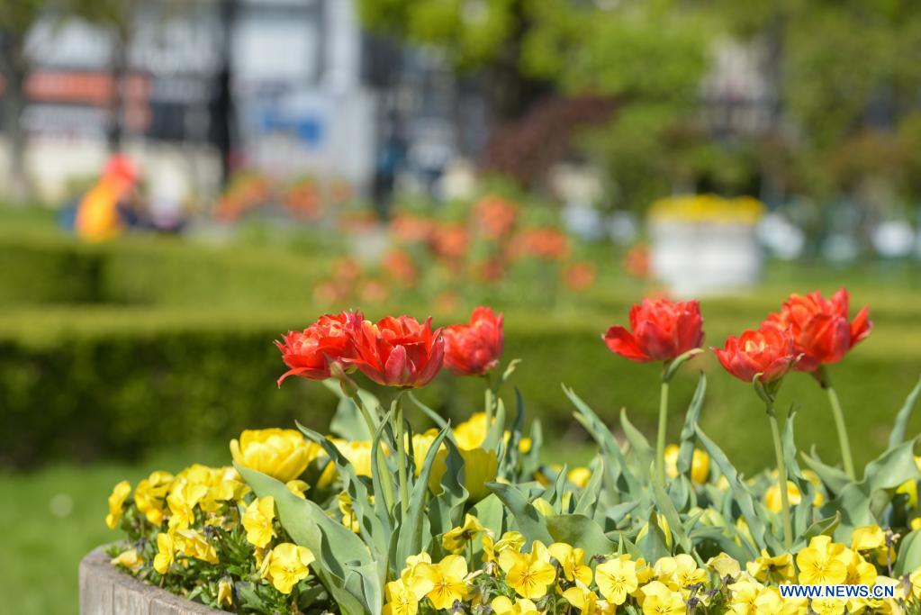 Spring scenery in Vienna, Austria