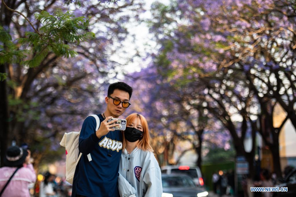 Blooming jacaranda flowers in Kunming, China's Yunnan