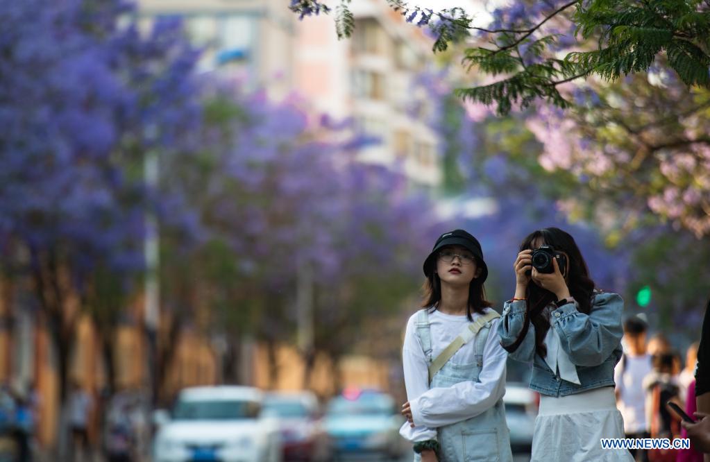 Blooming jacaranda flowers in Kunming, China's Yunnan