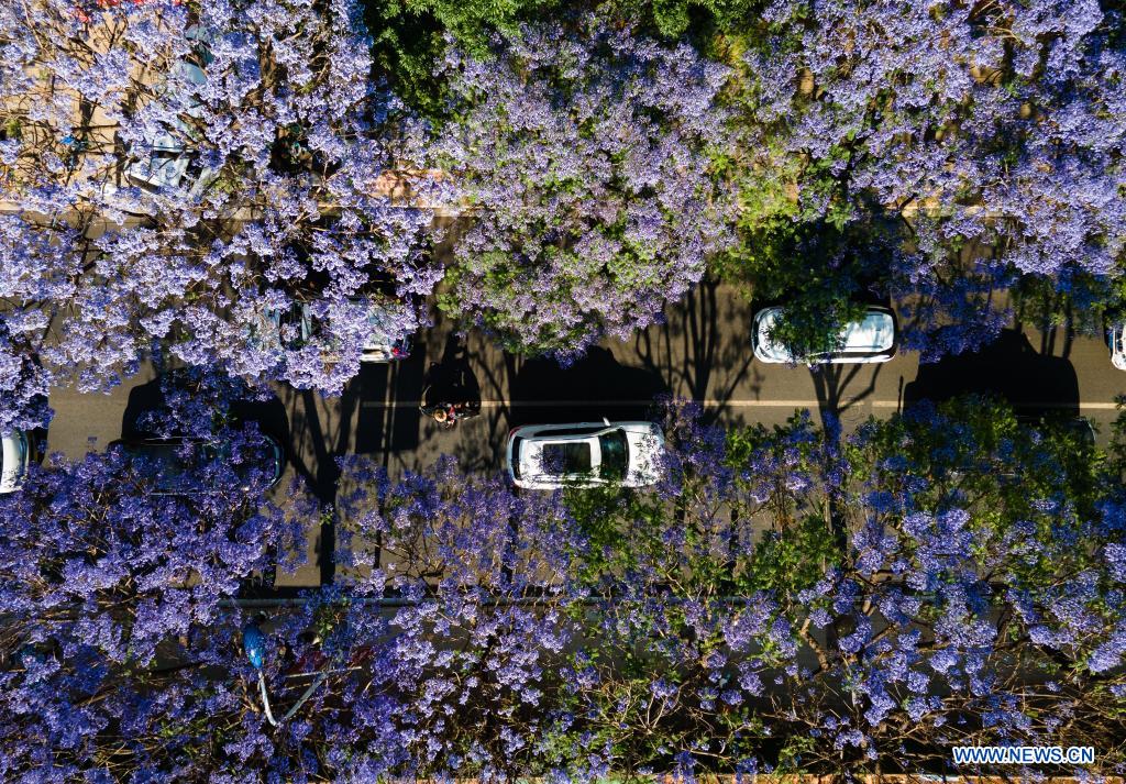 Blooming jacaranda flowers in Kunming, China's Yunnan