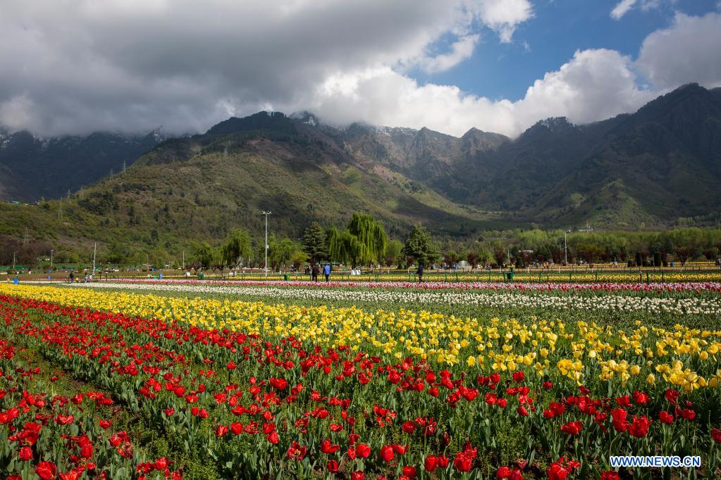 In pics: blooming tulips at tulip garden in Srinagar city