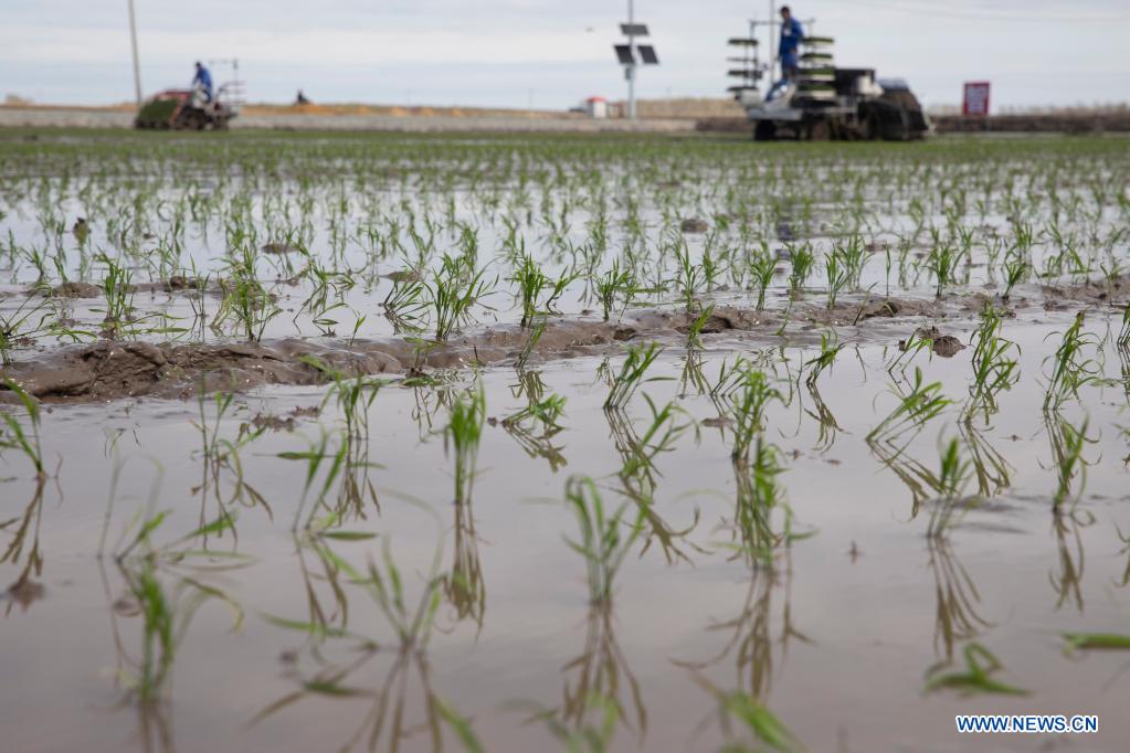 BDS helps to develop smart agriculture in N China