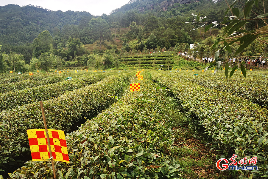 Ecological tea orchard helps increase farmers' income in SE China's Fujian Province