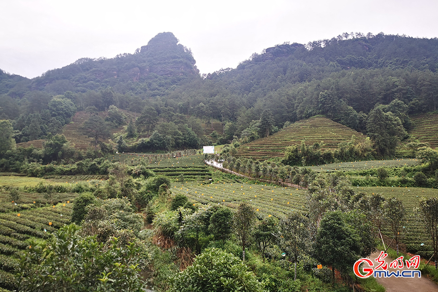 Ecological tea orchard helps increase farmers' income in SE China's Fujian Province