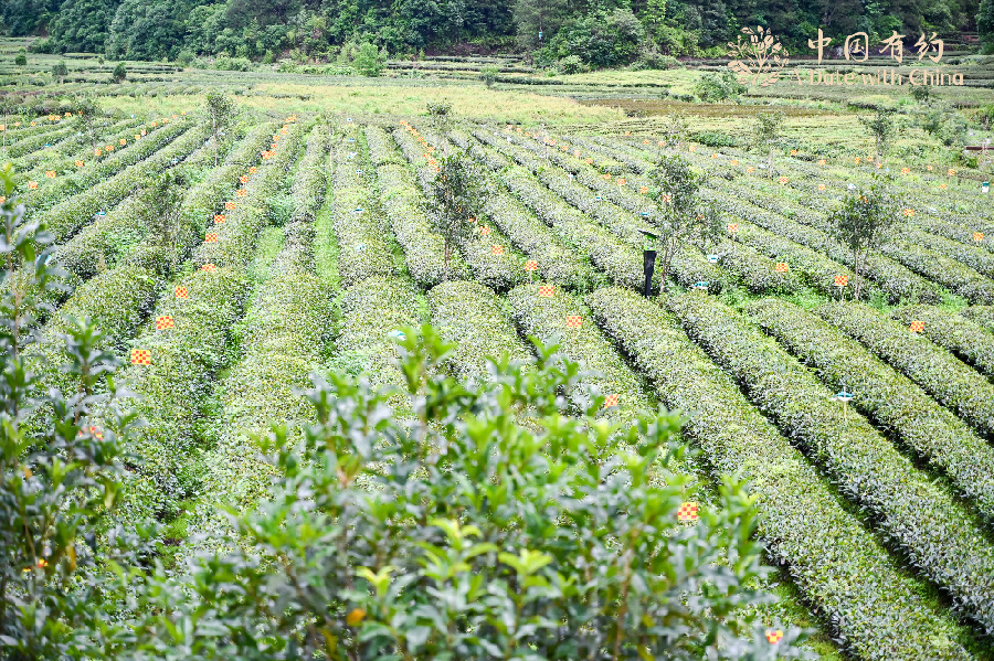 Ecological tea orchard helps increase farmers' income in SE China's Fujian Province