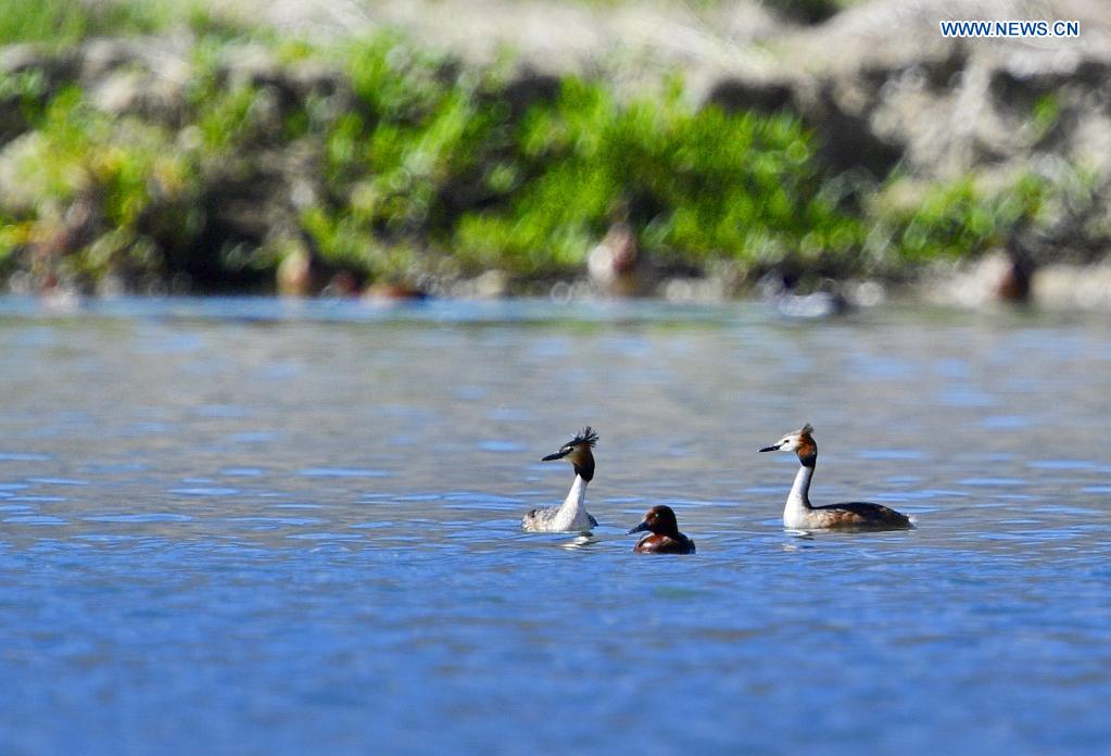 Grebes seen in Lhalu wetland national nature reserve in Lhasa