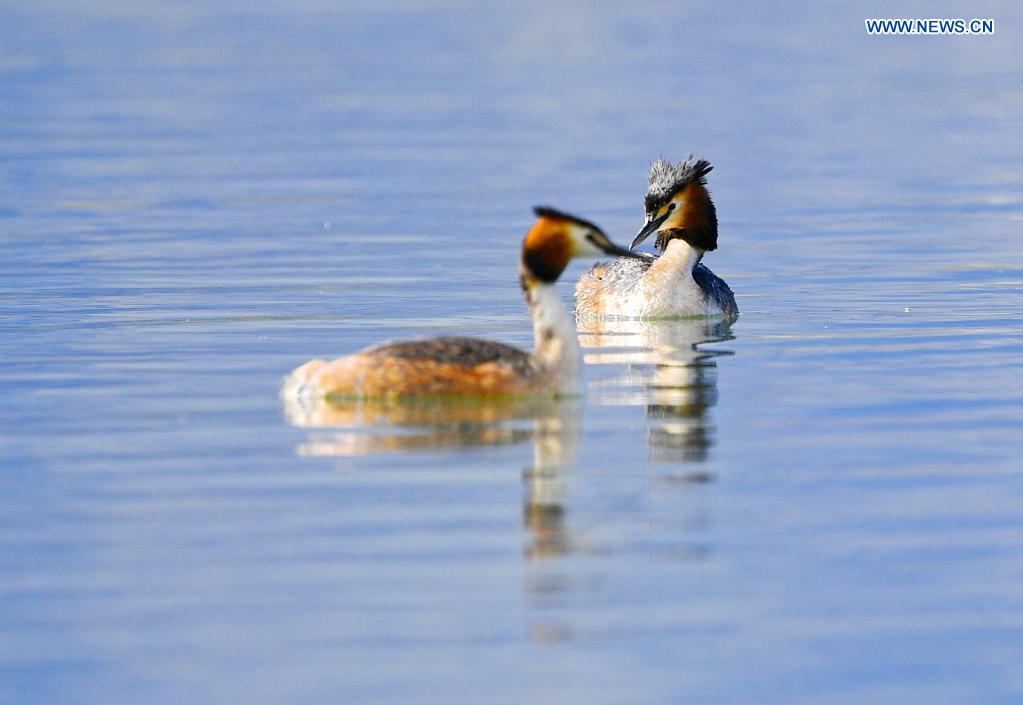 Grebes seen in Lhalu wetland national nature reserve in Lhasa