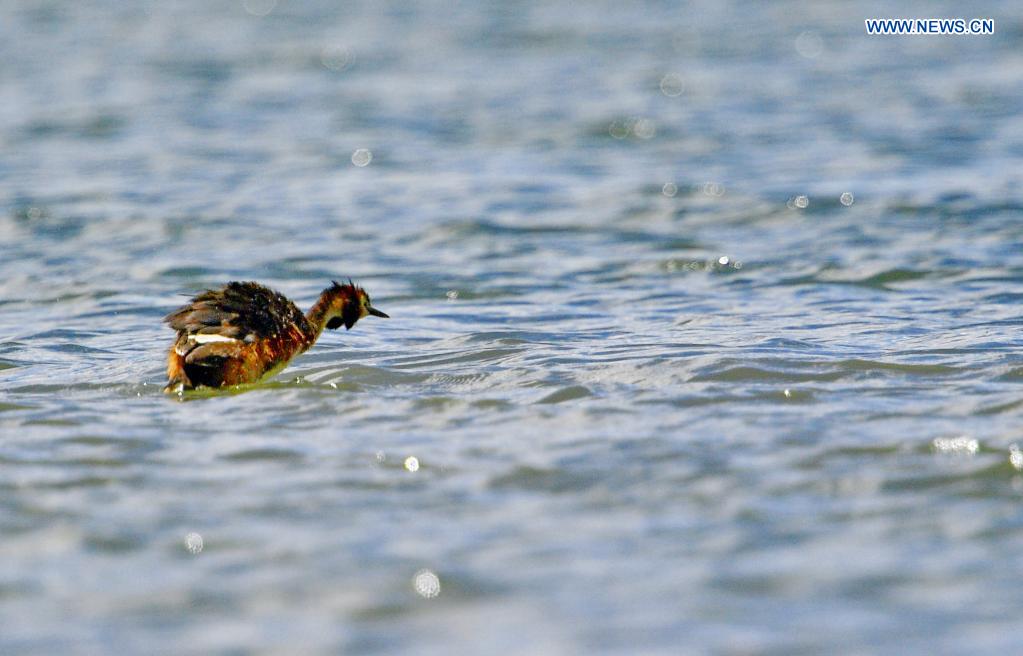 Grebes seen in Lhalu wetland national nature reserve in Lhasa