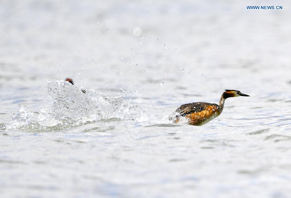 Grebes seen in Lhalu wetland national nature reserve in Lhasa