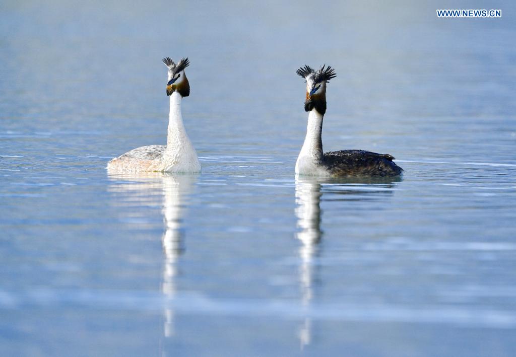 Grebes seen in Lhalu wetland national nature reserve in Lhasa