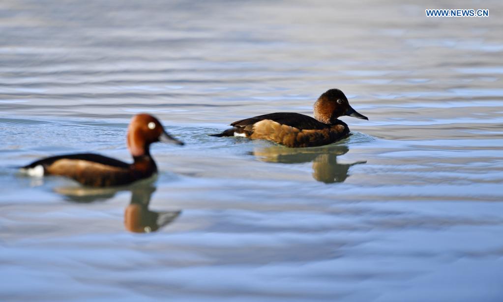 Grebes seen in Lhalu wetland national nature reserve in Lhasa